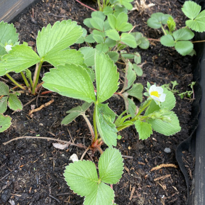 Wir warten auf Erdbeeren